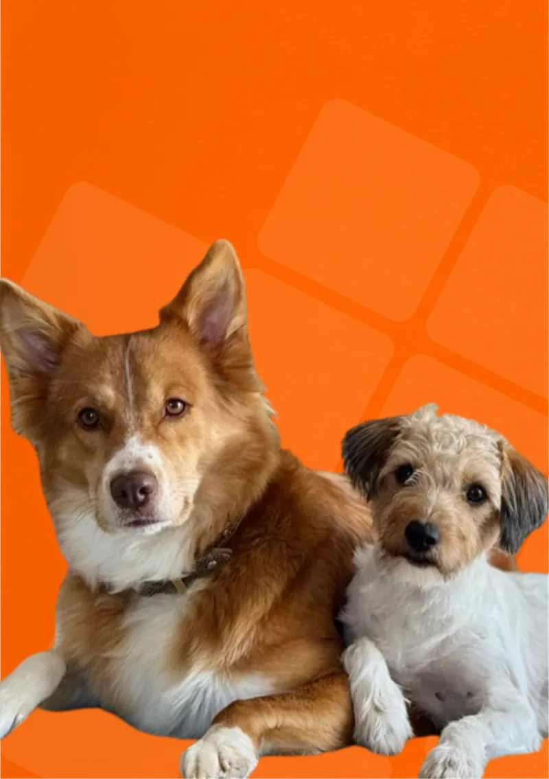 Mayla & Fino, Feel-Good-Manager ehoch7